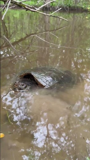 Common Snapping Turtle! #ecology #nature #wildlife #explorenow #turtle #herping #herpetology