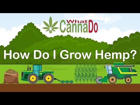 How to Grow Hemp? From Seed Sourcing to Harvest