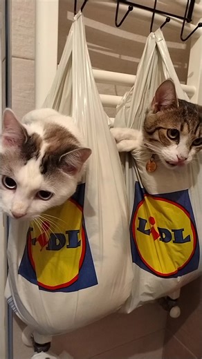 Videoclipuri postate de Cornelia N. (@cornelia.n6) cu sunet original - Ionut Ghita