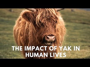 The Secret World of Yaks: Discover the Amazing Adaptations of These Mountain Dwellers