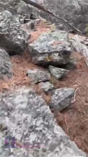 1M views · 29K reactions | The giant limbs of these trees that did...