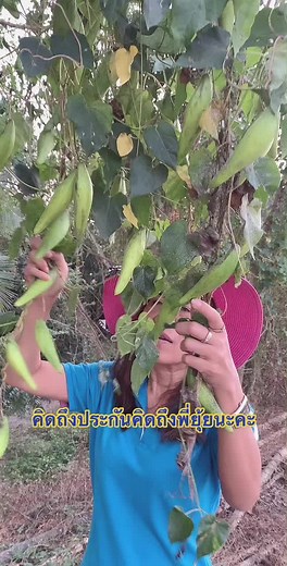 Yui All insurance บน TikTok