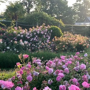 2.1K reactions · 422 shares | First Day of June at Borde Hill Gardens in Sussex - walking with roses. https://www.greatbritishgardens.co.uk/england/item/borde-hill-garden.html | Great British Gardens | Facebook