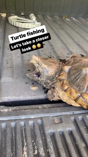 Alligator snapping turtles…all bark…no bite??? 🤔😂 #turtle #Louisiana | Cruze's Louisiana Outdoors