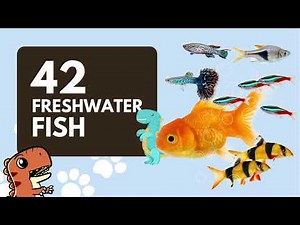 42 Freshwater Fish Names in English for Kids to Learn - Educational Video