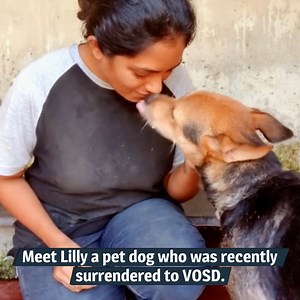 4.2K views · 1.2K reactions | DOGS OF VOSD: LILLY, PET DOG...