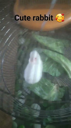 so cute rabbit 🐇🥰😘😍❤️