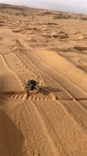 Beetle Exploration: Discovering Desert Insects