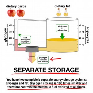 Carbs Fat = Obesity ——————————— Reciprocal oxidation edition. Key concept: glucose controls substrate oxidation. Practical implication: low carb OR low fat works. High Carb High Fat → Obesity → Type 2 Diabetes Check out the video here: ➘ | Satiety Per Calorie
