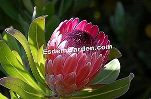 Protea: sadzenie, pielęgnacja i uprawa 🌿 Wszystko O Ogrodnictwie I Projektowania Ogrodów - 2025