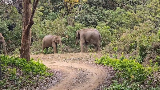 We get the birds on the India Birding with a Camera trip, but there so much more. Loads of video and bird shots to share, but this.was from the phone and easy to share. Iain | Tropical Birding Tours