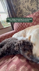Protect your pets from fleas, ticks and worms with VetBox. Each box is tailored by our vets just for your pet. Sign up now at VetBox.com | VetBox
