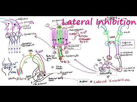 Lateral Inhibition in nervous system
