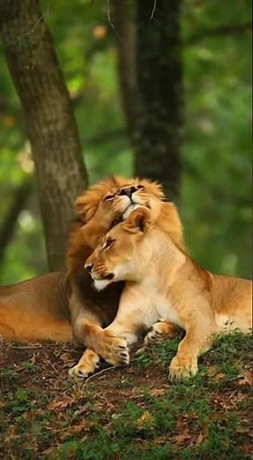 Wild Romance | Lion and Lioness Share a Tender Moment in the Wild