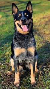 228K views · 6.8K reactions | Australian Cattle Dog #hunting #huntinglegacy #hound | Hunting Legacy | Facebook