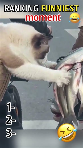 This is so funny, l couldn't stop laughing #funny #funnyvideos#duet #foryou #pov #viral (25)