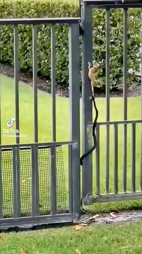 12M views · 22K reactions | Never Give Up! We got sent in this footage by one of our followers of this epic battle between a frog and a snake! In the animal world it is a fight for survival everyday, and in this particular situation the frog lives to fight another day, but only just... | Sunshine Coast Snake Catchers 24/7 | Facebook
