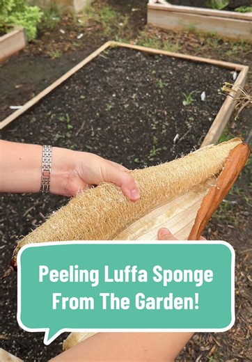 Peeling last season’s homegrown luffa never gets old! From vine to sponge - this is one of the most satisfying crops we grow. Luffa needs a long growing season, so if you’re in a cooler zone, starting seeds indoors soon is key. By the end of summer, you could be peeling your own homegrown sponges! Check your personalized seed-starting dates in the Seed to Spoon app and add luffa to your 2026 garden plans! Grow your own bath sponge this year! You’ll never look at a store-bought one the same again