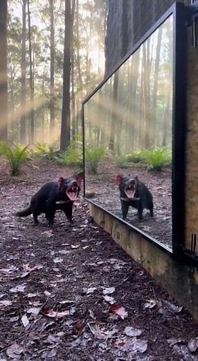 Tasmanian Devil Screeches at the Mirror 😈🪞
