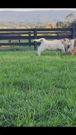Where the mountains meet the plains, and tradition still runs deep Mini Highland calves bring a touch of old-world beauty to Montana’s wide-open country. 🌾 Bred for the rugged Highlands of Scotland, these little cattle feel right at home in Big Sky Country. Their fluffy coats, gentle eyes, and hardy spirit make them perfect companions for family farms, small ranches, and country homesteads. Each calf carries a bit of heritage a reminder that good things grow slowly, with care, love, and open sp