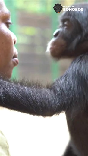 Rescue a baby bonobo before the year ends, and your gift will be tripled by matching funds. You can provide sanctuary, protection, nourishment and lifesaving medical care to baby bonobos. You can even ensure they receive a surrogate mother, because a baby bonobo cannot survive without consistent care and affection. This is the moment to act. Donate today and triple your gift: https://savebonobos.org/TripleMyImpact #TripleYourGift #BabyBonoboRescue | Friends of Bonobos