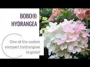 BOBO®️ HYDRANGEA | Garden Crossings