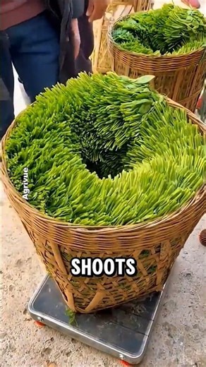 Grilled Pea Shoots: China’s Unique Way to Enjoy Greens