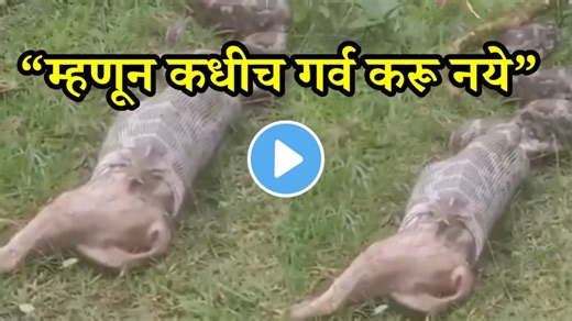 चपळ कोल्हा अजगराच्या पोटातही नाही थांबला! अजगरानं कोल्ह्याला गिळल्यानंतर पुढच्याच क्षणी काय झालं पाहा; VIDEO व्हायरल