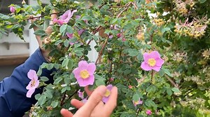 In honor of episode 1 all about roses, I thought I’d give you a little tour of the rose nursery which includes more than 1,000 rare and heirloom varieties. We have also created some really special rose-related resources to accompany this beautiful episode which can be found on our show page: https://www.floretflowers.com/growing-floret/season-two/ Season 2 of Growing Floret is now available to stream on Magnolia Network discovery Max and Amazon.com | Floret Flower Farm