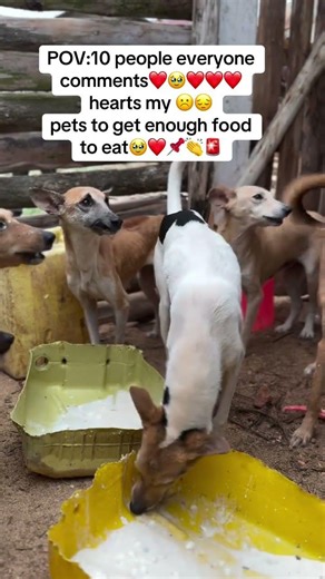 🚨🚨🚨Hello Dear, friend help me $70 dollars to by cats food 🐈and medication 💊 shelter