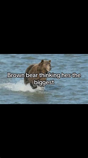 Discovering the Arctotherium Angustidens: The Largest Bear