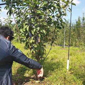 Busin Farm Mini Apple 2-Year-Old Pruning Method - Doctor Apple Mini