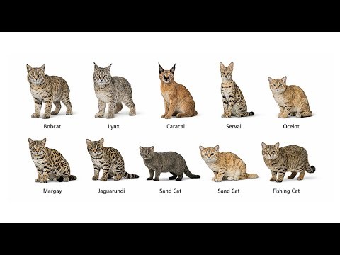 Every Type of wildcat explained in 7 minutes.