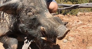 Australian Hunters Down Giant 300-Pound Feral Boar with a Single Shot