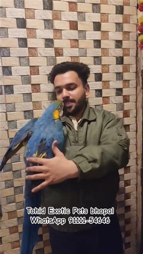 tohid Exotic Pets bhopal blue gold macaw whatsapp 91111-5446 #macaw