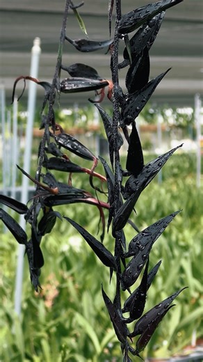 Ecuagenera Gualaceo on Instagram: "Queridos amigos, hoy les presentamos a la Pitcairnia andreettae, una belleza endémica de nuestra tierra. 🌿 Esta planta de la familia Bromeliaceae crece en nuestros bosques montanos, pero lamentablemente hoy se encuentra en peligro debido a la pérdida de su hogar natural. ¡Es nuestra misión proteger nuestras especies y su hábitat! 🌎💪 Si tienes una en casa y quieres verla florecer con esos tubos negros que tanto aman los colibríes, sigue estos consejos: ☀️ Luz