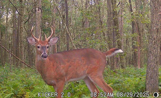 Drop tines to unique shapes, here's why deer antlers are so amazing