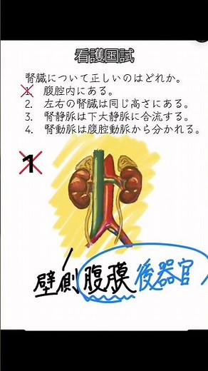 看護国試 腎臓の解説 #看護国試 #看護学生 #解剖生理学