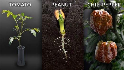 Plant growth time-lapse: 1161 days in 4 minutes