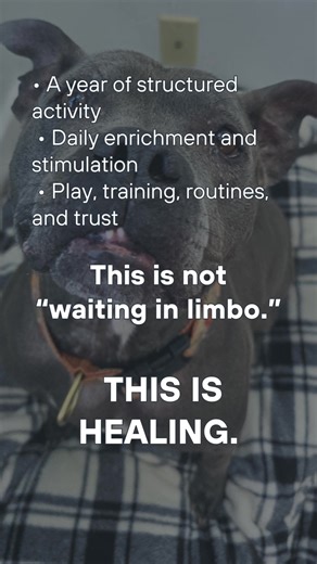 Feeling sad for long-term rescue dogs is natural, but remember, rescue is about readiness, not waiting. These dogs are gaining skills and a bright future. Adopt today! → https://www.secondchanceranchrescue.com/ #Dogrescue | Second Chance Ranch Rescue NH