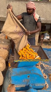 147K views · 770 reactions | Corn Harvesting Process | Mi_nashikkar_ | Facebook
