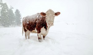 Do Cows Get Cold During Winter?