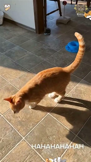Scare Cat 🐈🐾