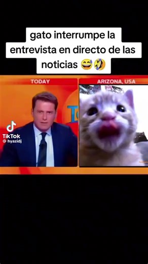 Video de hola (@existirxd) relacionado con “grumpy cat”