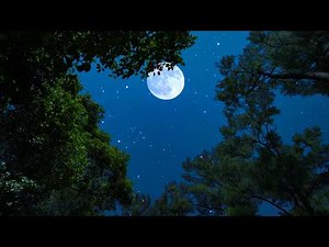 Crickets & Owls Under a Moonlit Night | Calming Nature Ambience for Deep Sleep & Relaxation