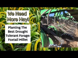 Planting One of the BEST Drought Tolerant Forages: Foxtail Millet