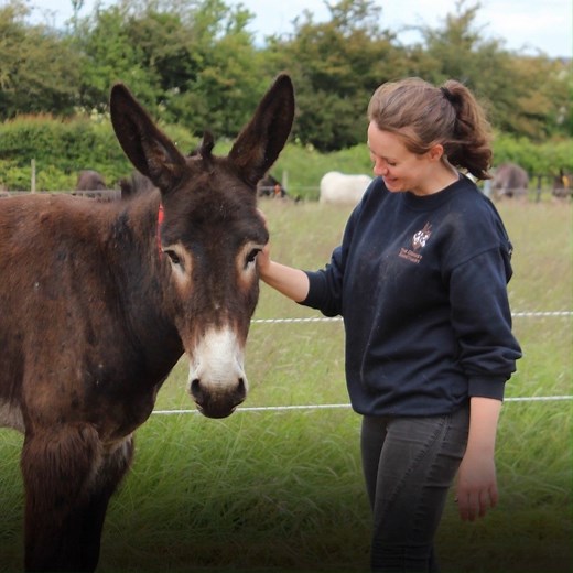 We can rescue and rehabilitate donkeys like Janus thanks to your kindness. If you would like to learn more about his story or make a donation to The Donkey Sanctuary please visit bit.ly/JanusStory | The Donkey Sanctuary Ireland