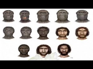 Hominoids, Hominids and Hominidae
