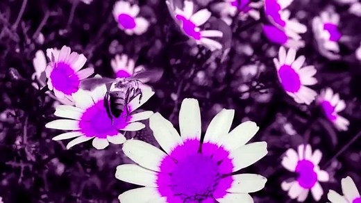 How different animals see the world - BBC Bitesize