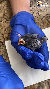 570K views · 10K reactions | Wild bird introduces her babies to her human best friend  | The Dodo | Facebook